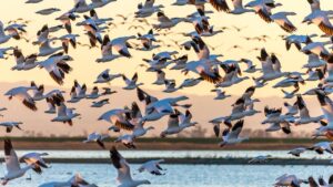 Cambio climático amenaza hábitats: ¿es el fin de las especies migratorias?