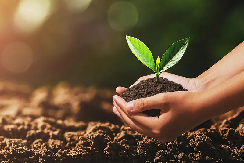 Turismo regenerativo y gastronomía biocultural: clave sostenible en Nayarit